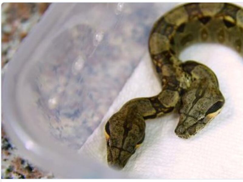 VIDEO. Esta es la serpiente con dos cabezas y dos corazones que nació en EE.UU.