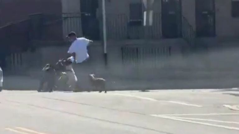 VIDEO. Pitbulls atacan a hombre en Filadelfia y fue salvado por un policía