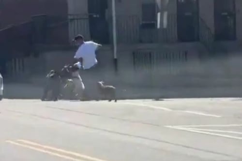VIDEO. Pitbulls atacan a hombre en Filadelfia y fue salvado por un policía