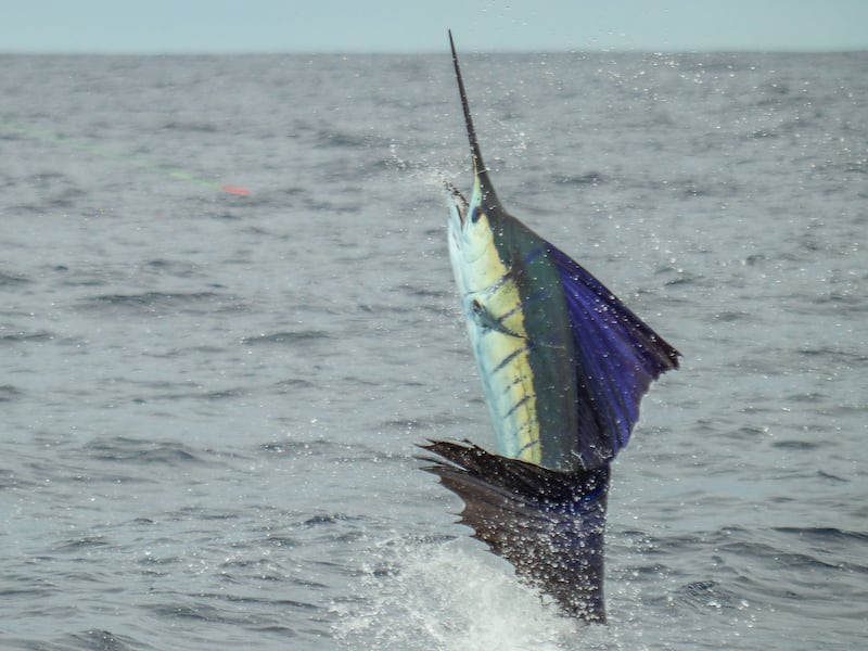 ¡Sorprendidos! Pescadores ocultaban peces vela en el Pacífico