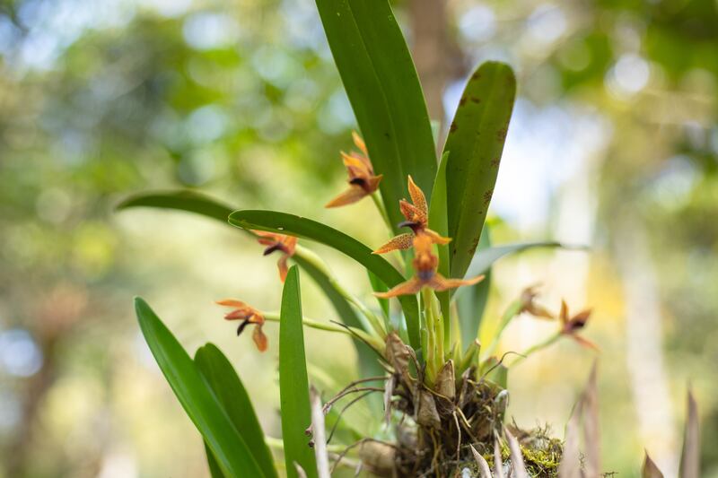 Ranchitos del Quetzal, una reserva natural privada ubicada en Purulhá, Baja Verapaz. Foto: Conap