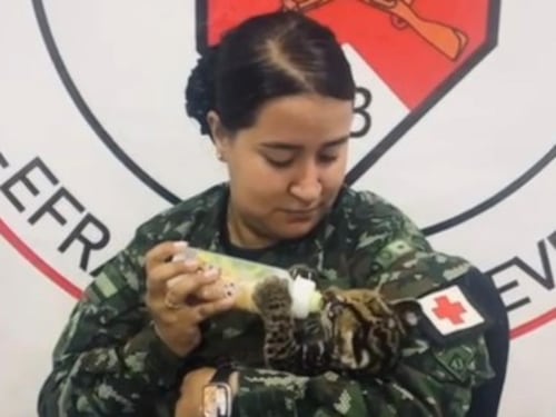 Rescatan a tigrilla bebé que quedó huérfana tras la caza y muerte de su madre en Vichada