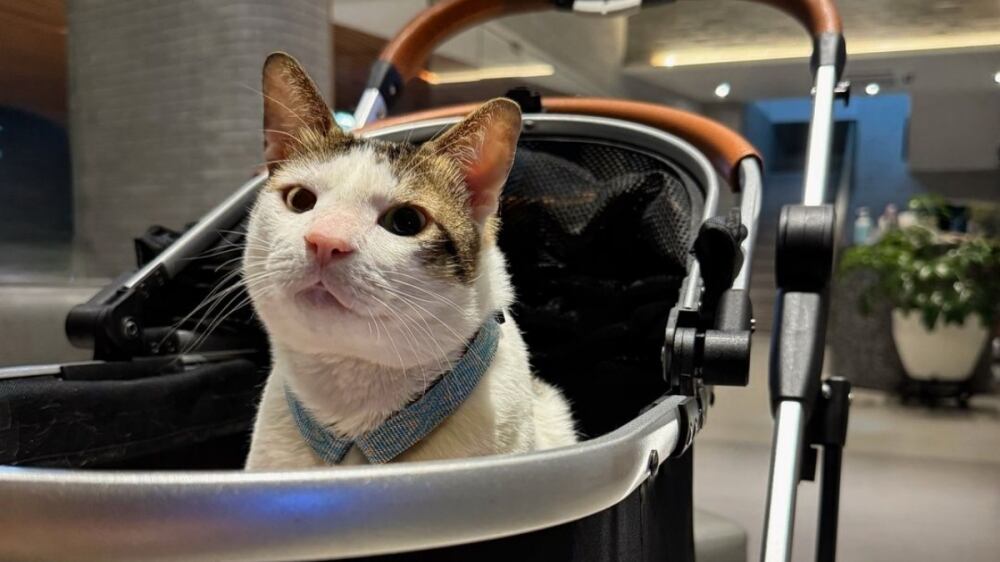 Gato del presidente de Indonesia. (Foto: Redes sociales)