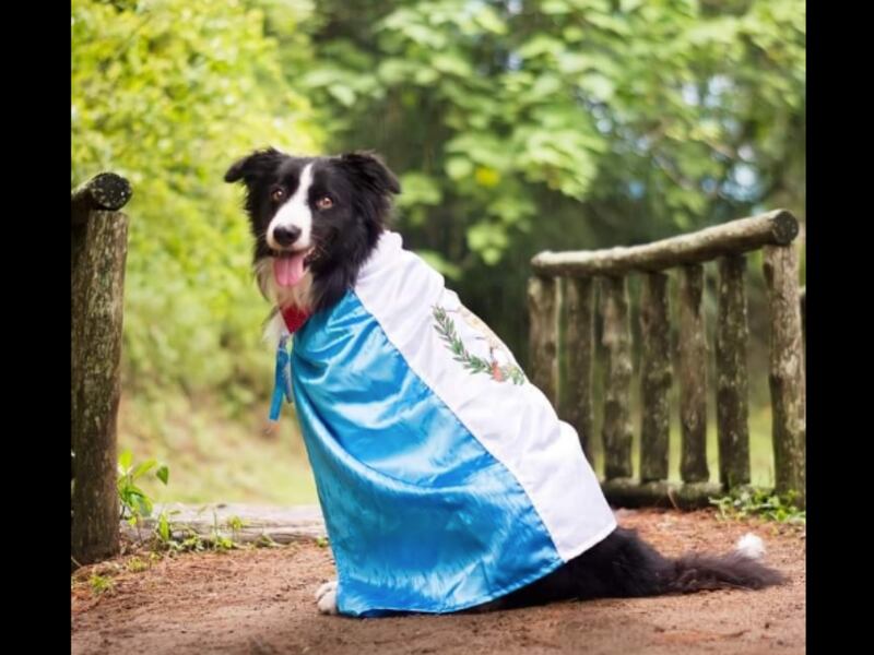 Rinden homenaje a Fox, perro rescatista que murió atropellado por motorista