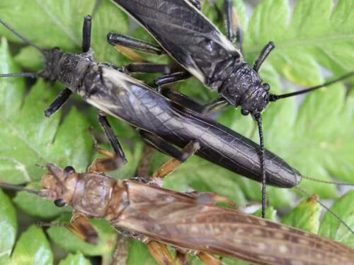Acciones humanas han causado el cambio de color en insectos