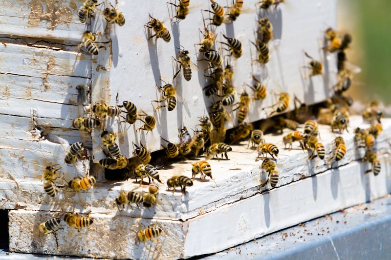 Abejas