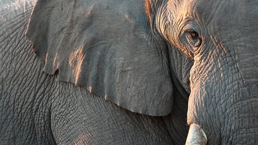 Turista perdió la vida tras el ataque de un elefante de un safari en Zambia.