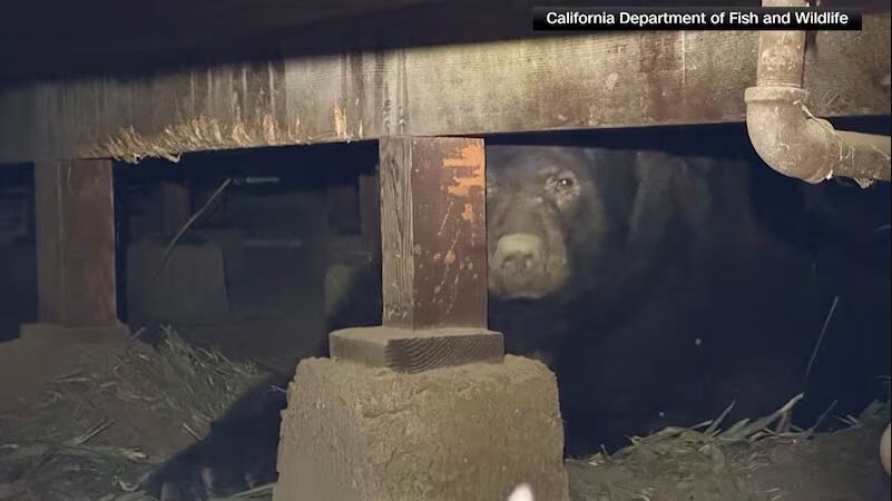 Enorme oso se refugia de incendios forestales en una casa
