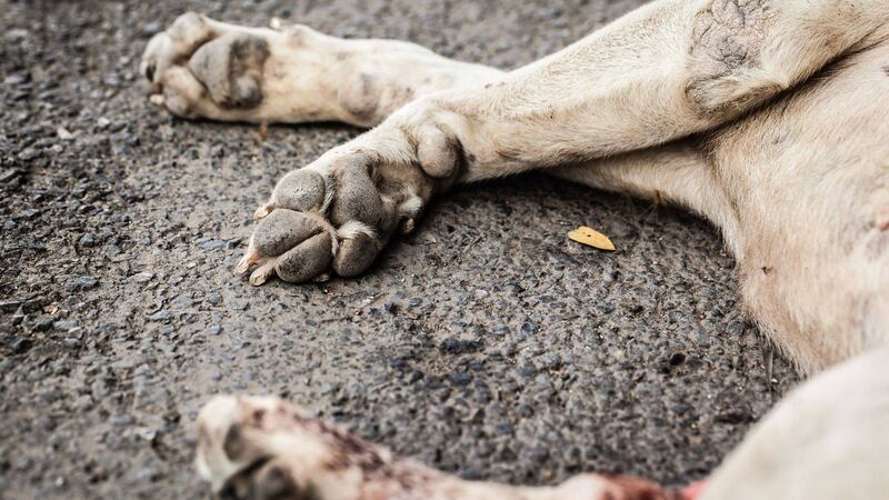 Perro muere colgado de un poste del tendido eléctrico