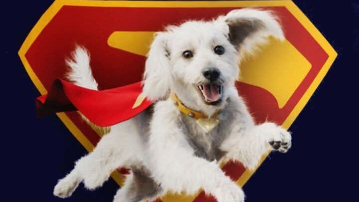 ¡Krypto podría tener su propia serie animada! Un fan le pidió a James Gunn que la hiciera… y Gunn respondió: “Es tu día de suerte”.