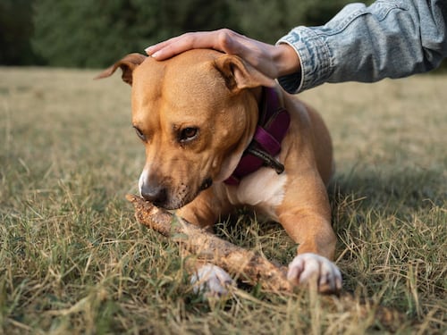 ¿Por qué mi perro tiene comezón? Causas más comunes y cuándo acudir al veterinario