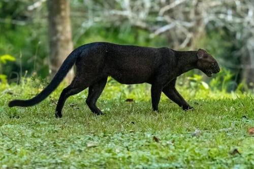 VIDEO. Rastrean y buscan a yaguarundí que fue visto “deambulando” en Mazatenango