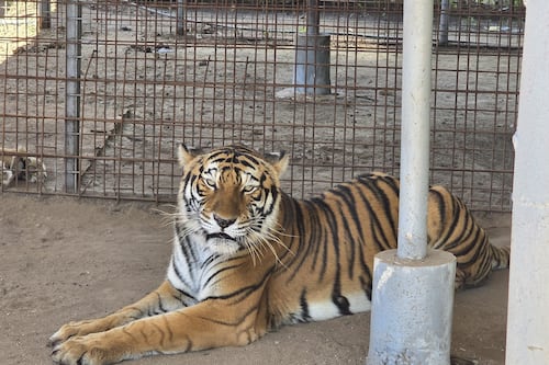 Hallan un tigre y un león durante allanamiento en una casa en El Progreso