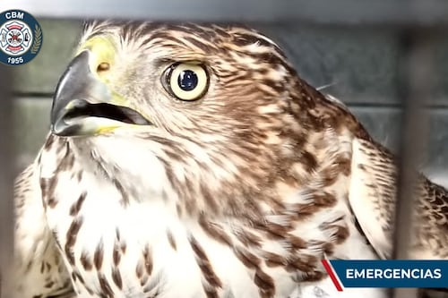 Rescate exitoso de gavilán de cooper en la zona 10 capitalina