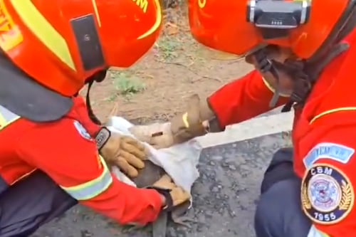 Bomberos Municipales rescatan a un reptil que ingresó en una vivienda