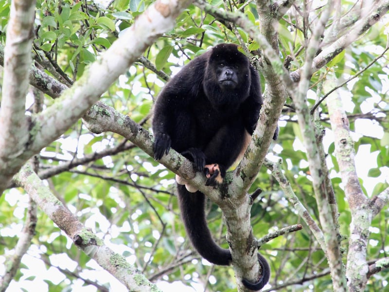 VIDEO. Conap solicita a los vecinos de Petén a no agredir al mono saraguate que recorre las calles de la localidad