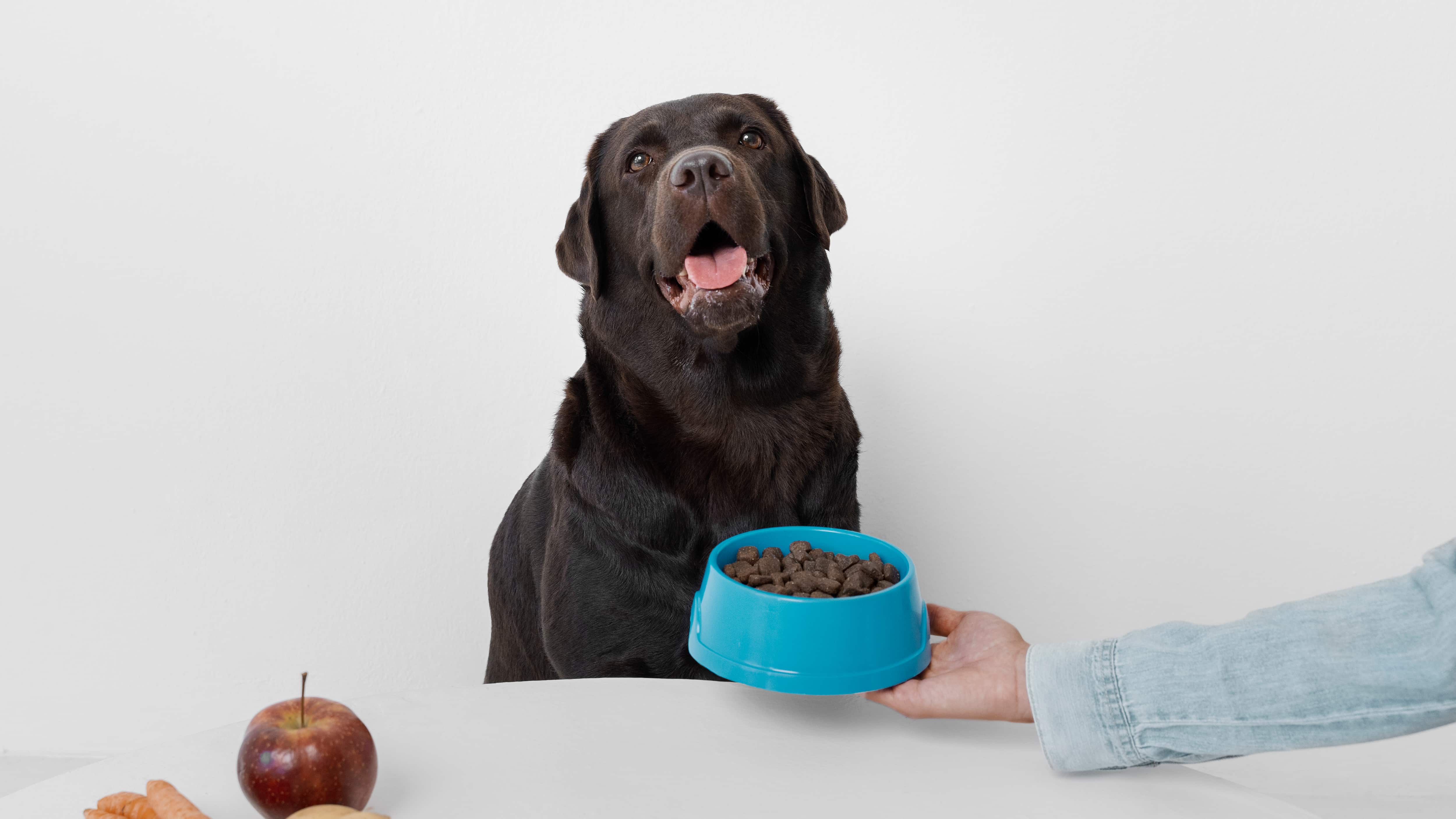 Alimentación mascotas.