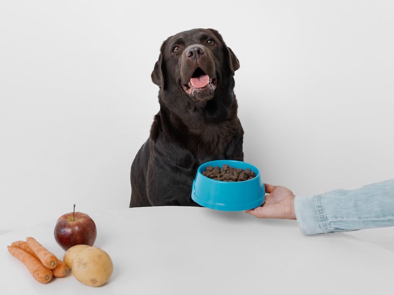 Tres sencillos pasos para aliviar los problemas digestivos de su peludito