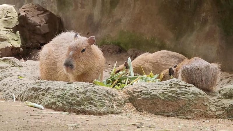 Explora el Zoológico La Aurora