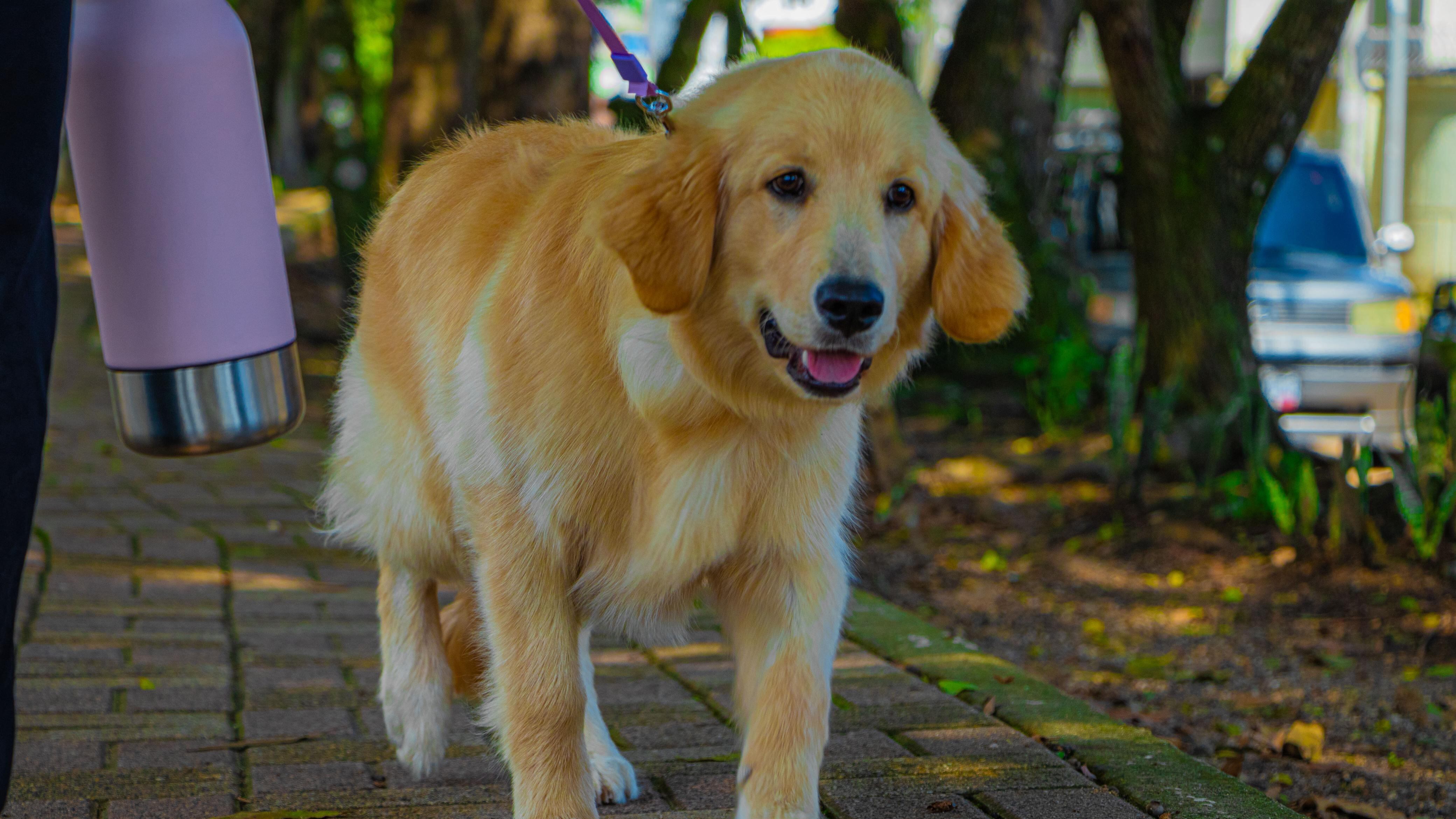 Las mascotas también se llevarán un distintivo de la carrera. Foto MuniGuate