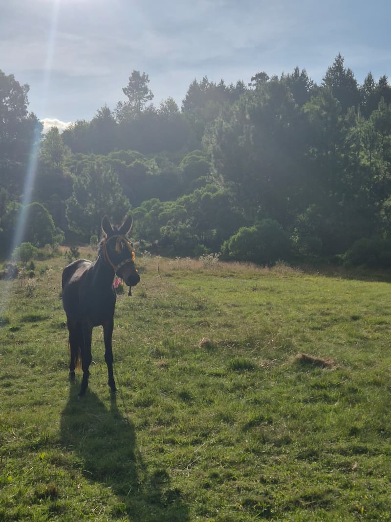 En el parque Ecológico Caballo Blanco podrás realizar diferentes actividades en familia. Foto: Roxana Tocay