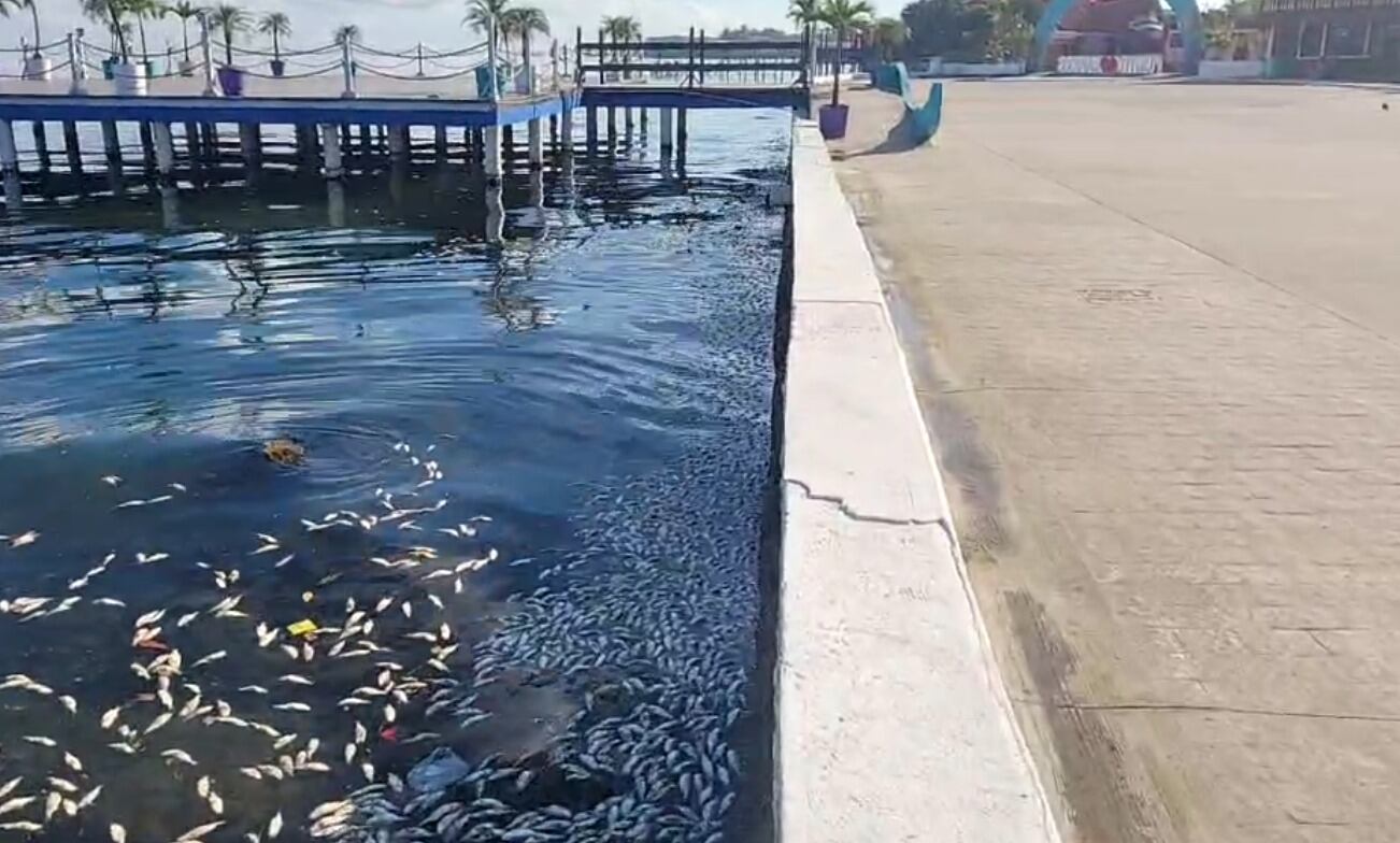 VIDEO. Encuentran muertos a miles de peces en el malecón de Puerto Barrios, Izabal