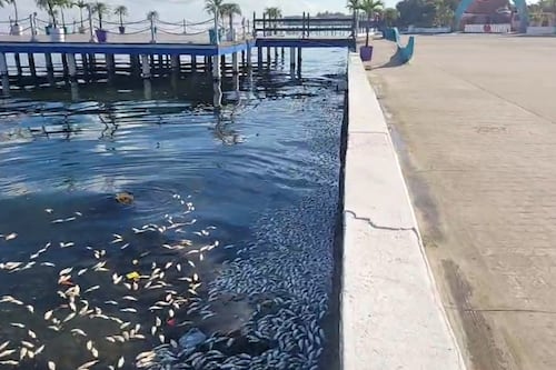 VIDEO. Encuentran muertos a miles de peces en el malecón de Puerto Barrios, Izabal