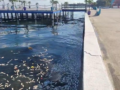 ¿Por qué murieron miles de peces en el malecón de Puerto Barrios? Esto dicen las autoridades