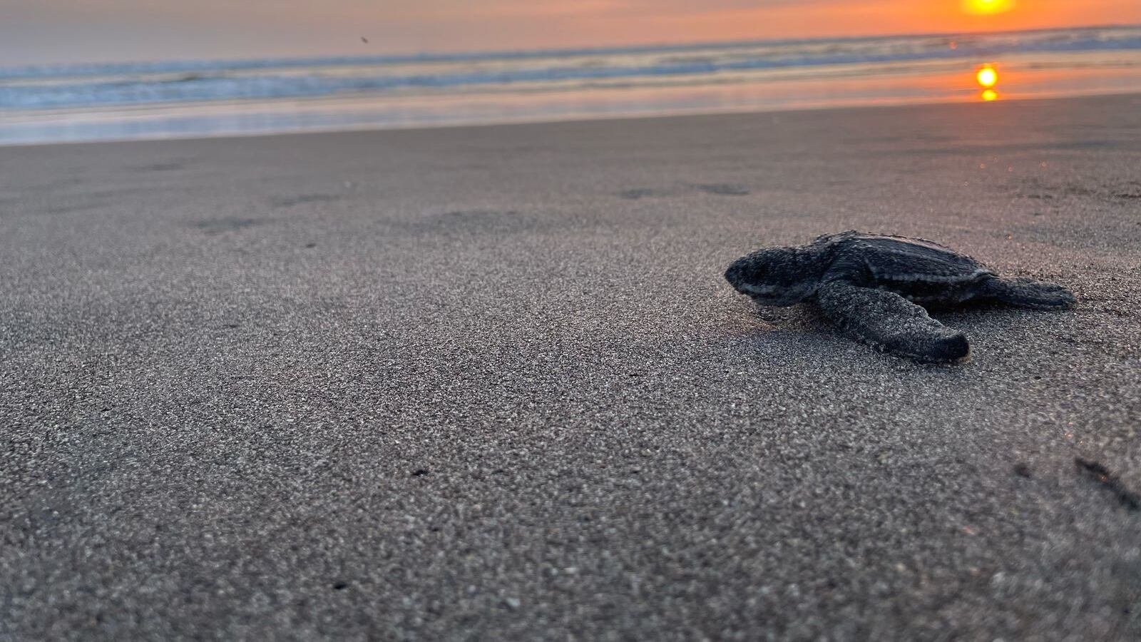 Vuelven a nacer tortugas baule en las playas de Guatemala