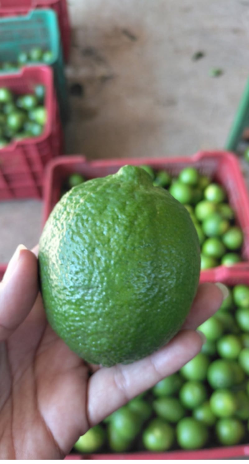 producción de limón