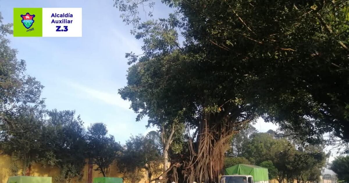 Talarán el “Árbol de los Lamentos” por peligrosa inclinación – Publinews