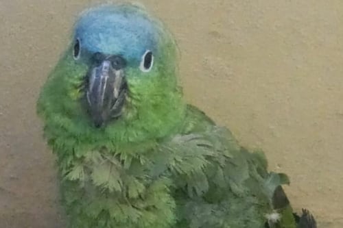 Capturan a hombre por venta ilegal de fauna silvestre en la zona 2