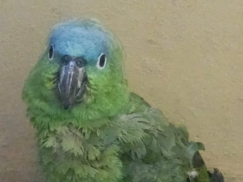 Capturan a hombre por venta ilegal de fauna silvestre en la zona 2