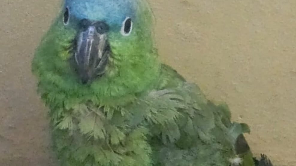 Un ave silvestre conocida como loro cabeza azul le fue incautada al detenido. Foto: MP