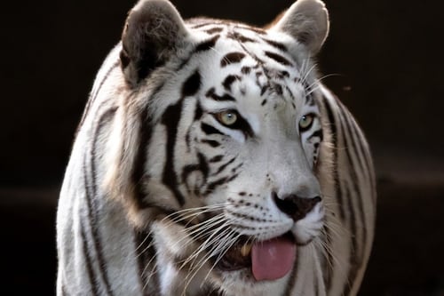 Muere Romina, la tigresa de Bengala del Zoológico La Aurora