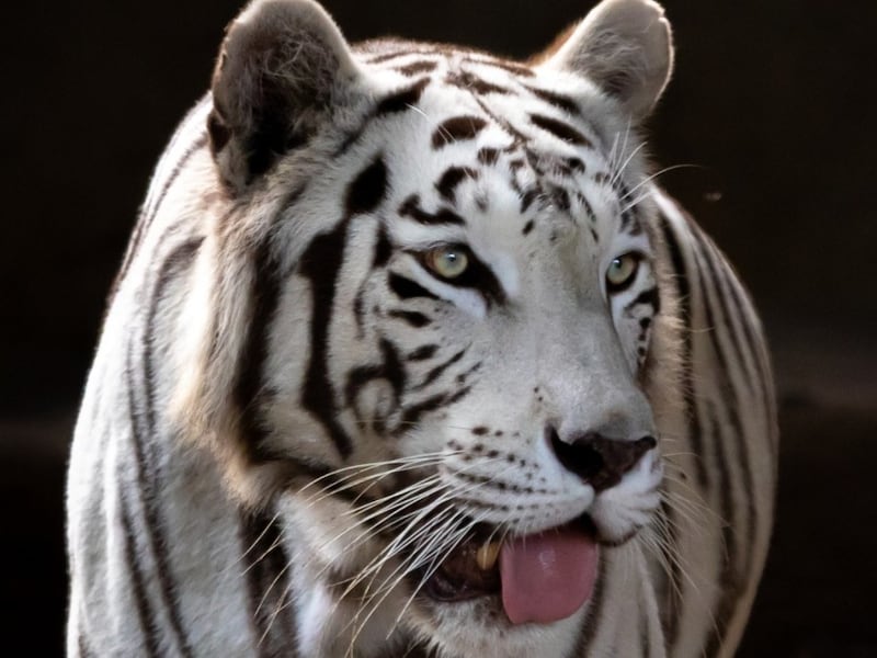 Muere Romina, la tigresa de Bengala del Zoológico La Aurora