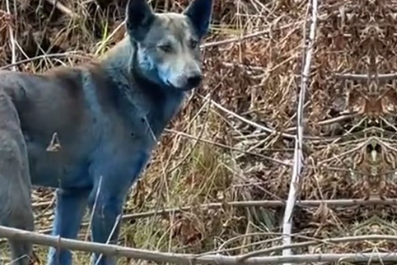 Extraño fenómeno en Chernóbil: perros azules inquietan a científicos