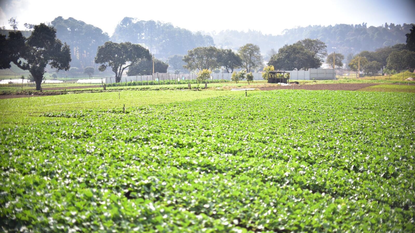 El calor extremo puede ocasionar daños en varios cultivos. Foto Publinews