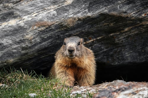Día de la Marmota en Estados Unidos: Una ceremonia popular que predice el clima