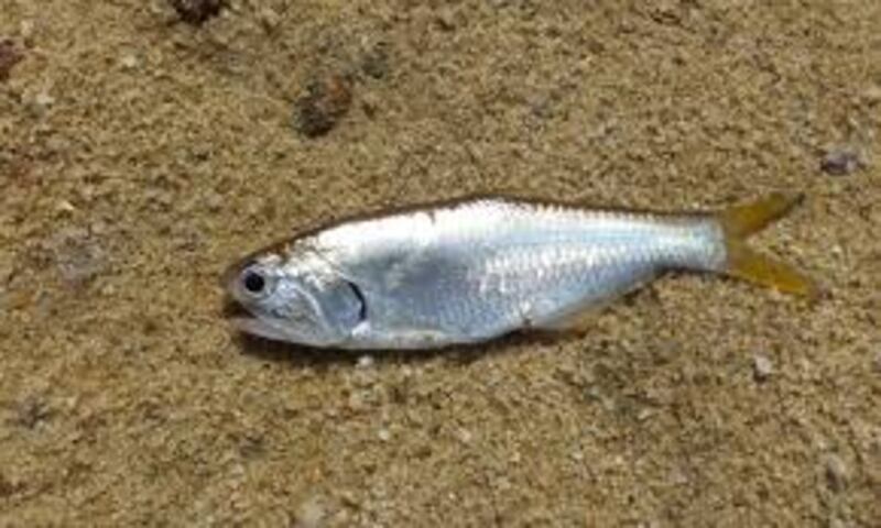 sardinón (Anchoa clupeoide