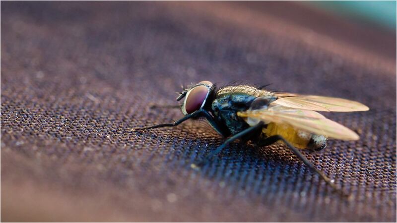 ¿Qué significado tienen las moscas según la Biblia y cómo ahuyentarlas de su casa?