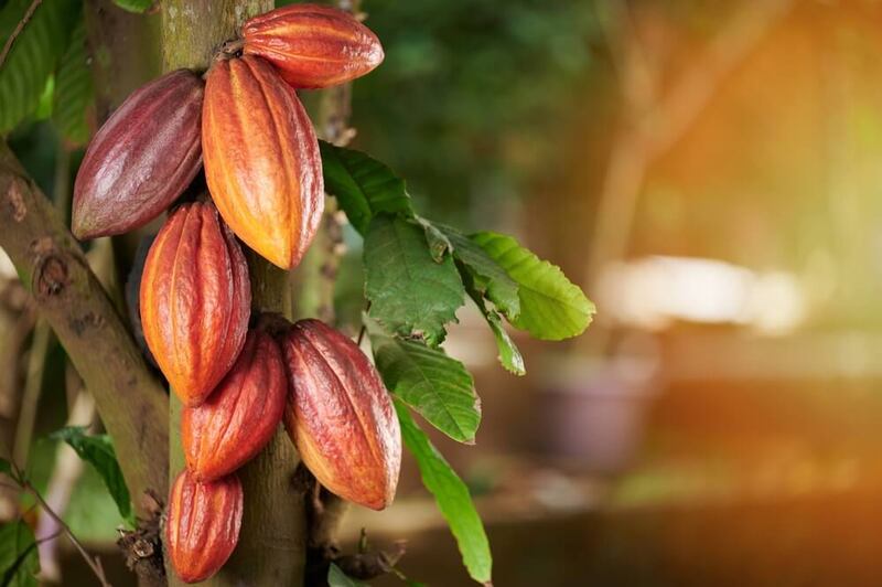 La razón por la que el chocolate se encuentra en peligro