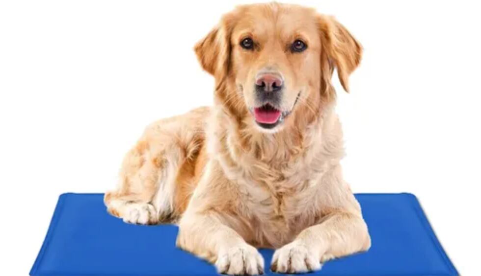 Paquete declarado como “alfombras desechables para mascotas” es decomisado por subdirección de la PNC