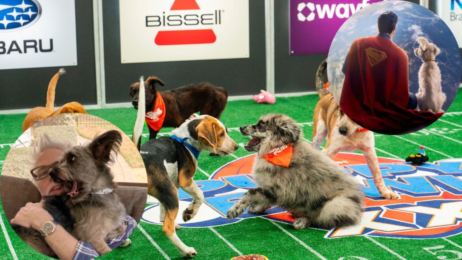 Ozu el perro que interpreta Kripto ira al Puppy Bowl 2025.