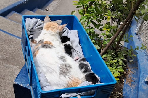Decomisan varios animales durante requisa en el Preventivo de la zona 18