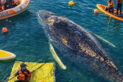 Localizan sin vida a la ballena Timmy tras una costosa operación para rescatarla