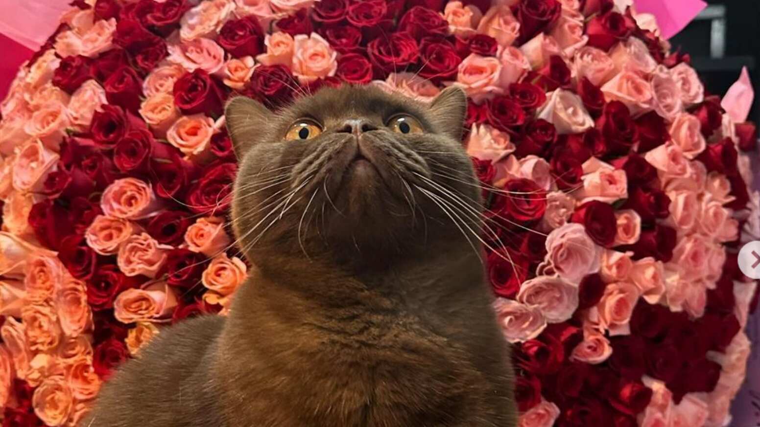 Es el gatito más adorable