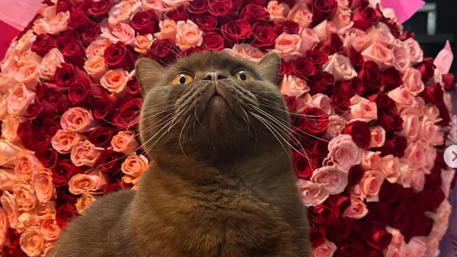 Es el gatito más adorable