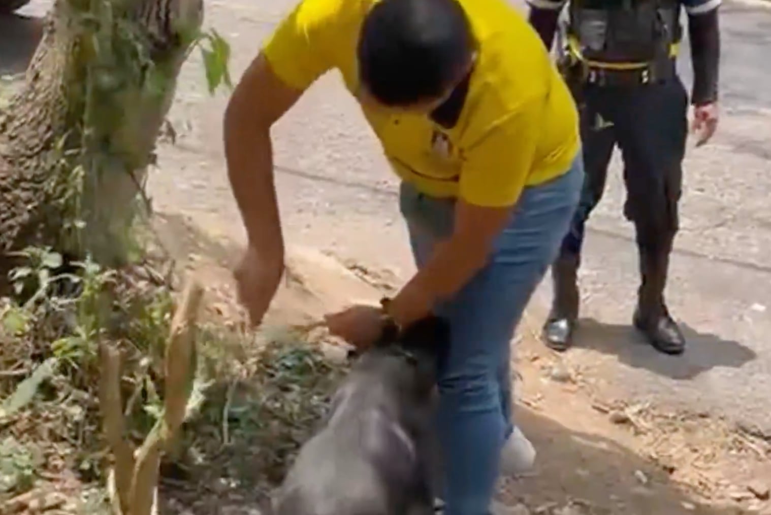 VIDEO. Rescatan a perrito abandonado y amarrado a un árbol en Santa Catarina Pinula