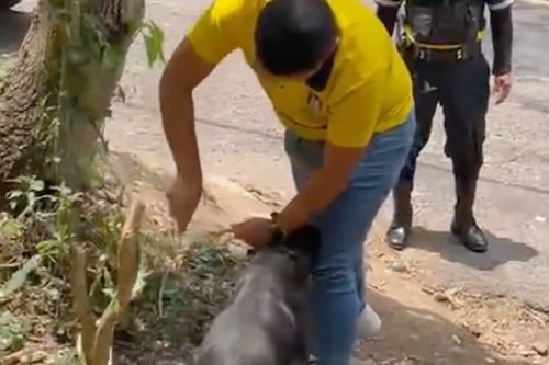 VIDEO. Rescatan a perrito abandonado y amarrado a un árbol en Santa Catarina Pinula